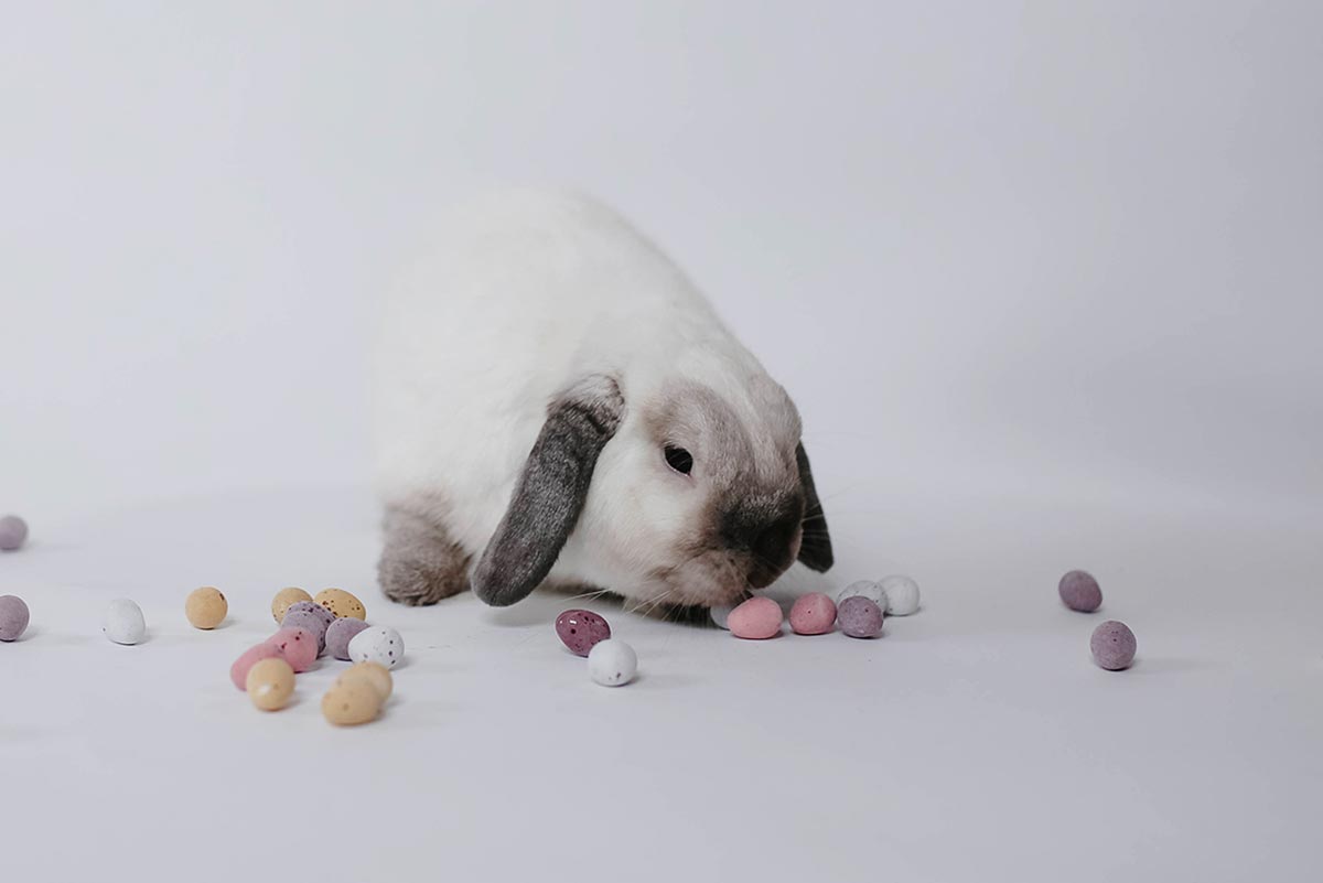 WIN with the online Easter Bunny Hunt!
